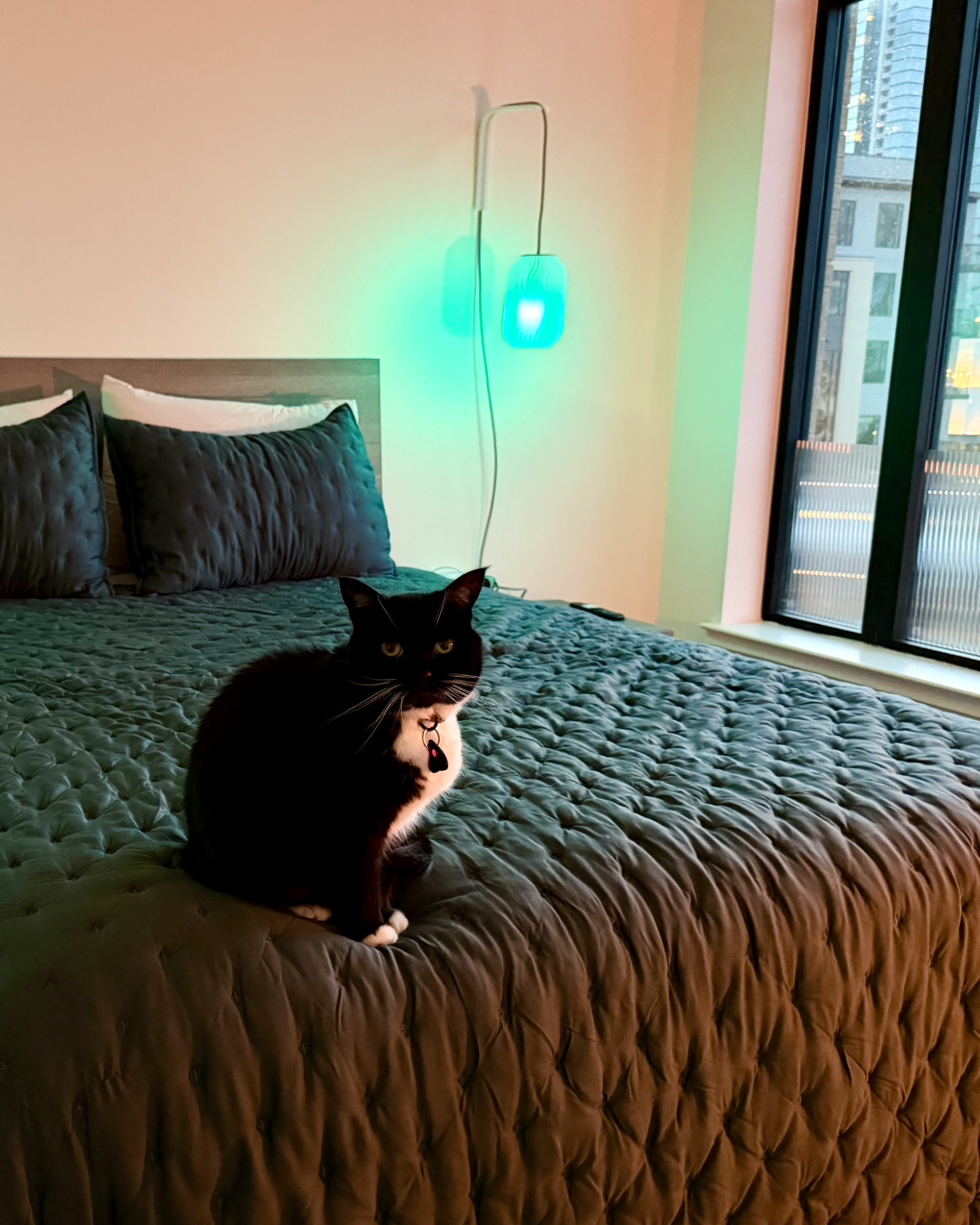 Boo Boo, our black and white tuxedo cat sitting on the bed, lit by a teal-green glowing wall sconce, with a city view through the window behind.